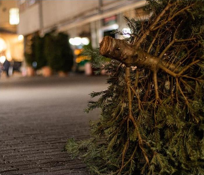 Tree on the living room floor ready to be recycled after the holidays.