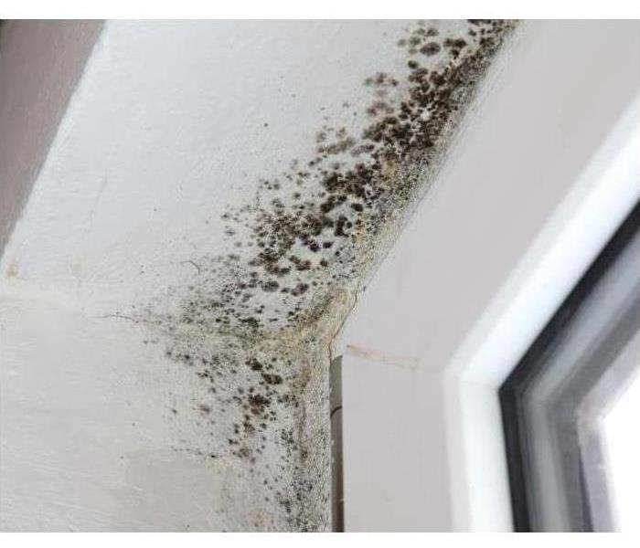Image of mold growing around a window frame. 