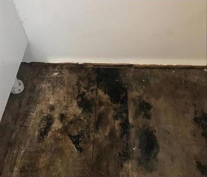 Black mold in wooded floors in residential home. 